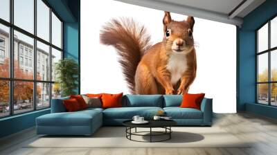  squirrel on isolated tranparent background Wall mural