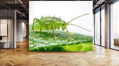 Aphid on isolated white background Wall mural