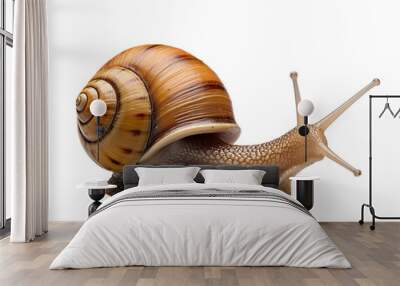 snail on isolated transparant background Wall mural