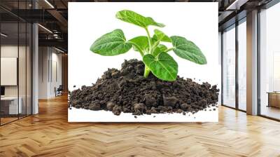 Soybean seedling in soil isolated on transparent background Wall mural