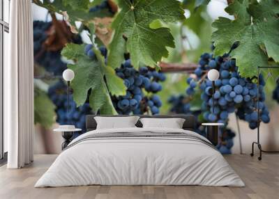 grapes on vine Wall mural