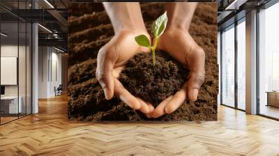 Man's cupped hands holding a tree sapling in soil. Caring for and planting new life. Wall mural