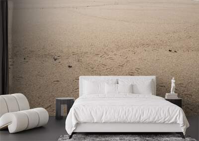 Seagull / bird footprints in the wet sand on the beach. Low angle shot. Wall mural