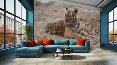 Tigers of Bandhavgarh Wall mural