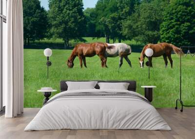 Horses grazing Wall mural