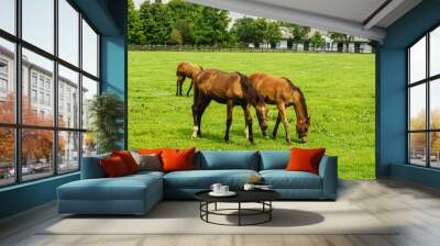 Horses grazing Wall mural