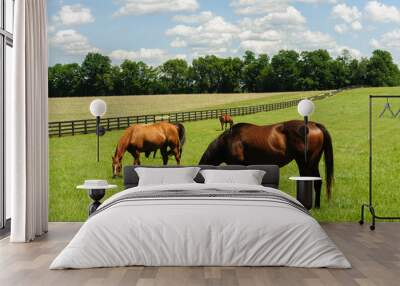 Thoroughbreds grazing on a horse farm in Kentucky Wall mural