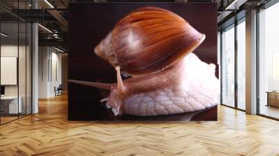 Snail Achatina Wall mural