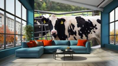 cow in the meadow Wall mural