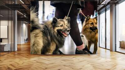 Closeup shot of two fluffy dogs indoors on a blurred background Wall mural