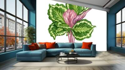 Calathea. Watercolor potted plant. Houseplant illustration isolated on white. Wall mural