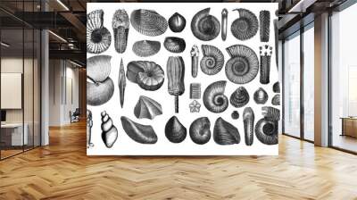 Shells fosil collection / Seashells / Antique engraved illustration from Brockhaus Konversations - Lexikon 1908 Wall mural