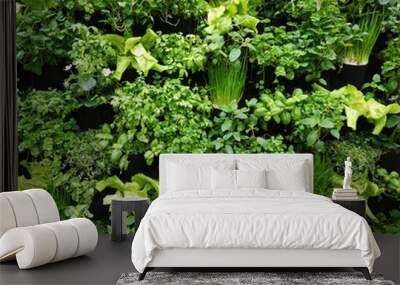 Vertical herbal garden on wall in a urban patio garden indoors. Urban healthy green wall Wall mural