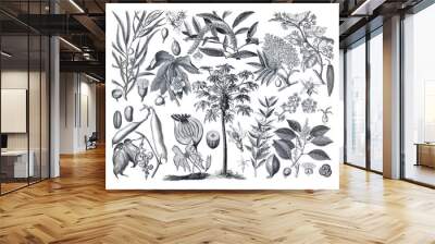 Vintage hand drawn illustration of medical plants. set of hand drawn medical plants and herbs. botanical engraved elements. wild flowers. healthy lifestyle. botanical hand drawn plant poster. Wall mural