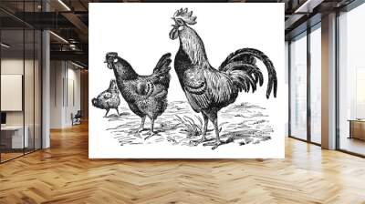 Vintage or retro Rooster and hens. or chicken en cocks collection. / Antique engraved illustration from from La Rousse XX Sciele Wall mural