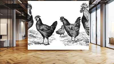 Vintage or retro Rooster and hens. or chicken en cocks. / Antique engraved illustration from from La Rousse XX Sciele Wall mural