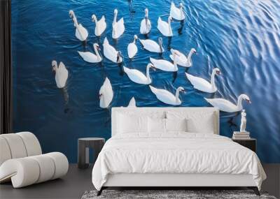 Aerial view of a flock of swans in water Wall mural