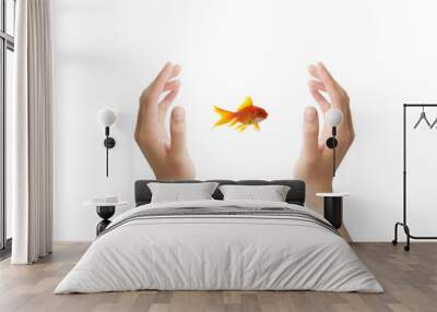 goldfish leader on white background, unique and diffrent busines Wall mural