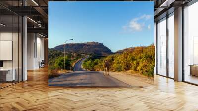 camel on road to the mountains  Wall mural