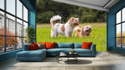 two smiling boomer dogs are laying and standing in a bright green field of grass with some yellow fl Wall mural