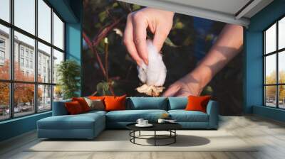 A person harvesting cotton in the field Wall mural