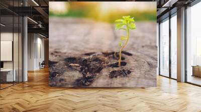 Beautiful one green young seed on a stump. Old stump with a tree rings and flowers on it. Flowers on a wooden surface. Close-up. Macro. Wall mural