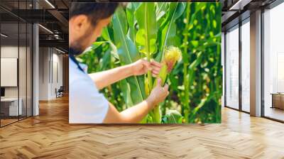 Farmer inspecting corn cob at his field Wall mural