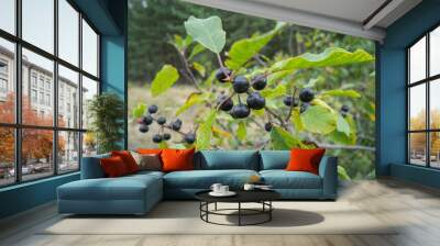 Berries alder buckthorn - Frangula alnus on a branch among the leaves. Wall mural