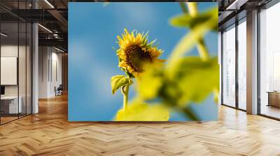 Close-up view of sunflowers growing in a sunflower field during a sunny summer day with a blue sky and some clouds. Wall mural