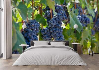 Red Grapes on the Vine Wall mural