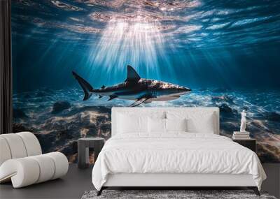 A blacktip reef shark swims through clear turquoise water with sunlight streaming down. Wall mural