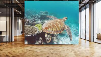 A green sea turtle swims over a vibrant coral reef in clear, tropical waters. Wall mural