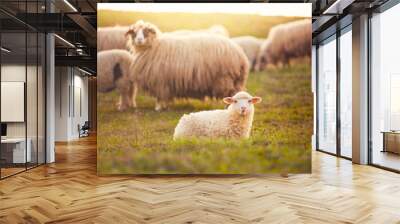 Beautiful little lamb at sunset looking at the camera Wall mural