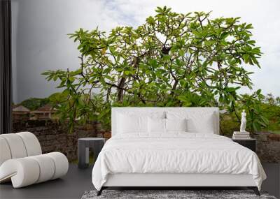 cerbera manghas exotic tree. cerbera manghas exotic tree. cerbera manghas tree outdoor. Wall mural