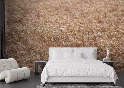 Farming. Crop field. Seed ripe nature background. Golden crop and ear of wheat. Farmland with field of rye in summer. Agriculture wheat field. Field on an agriculture farm. Early harvest Wall mural