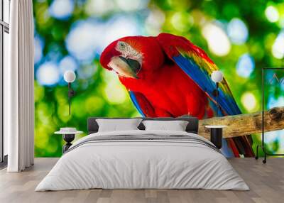 Red ara parrot outdoor Wall mural