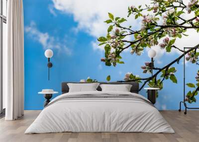 Branch blossom apple tree and blue sky with white clouds Wall mural