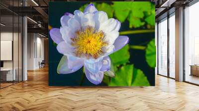 Purple lotus flower in pool Wall mural