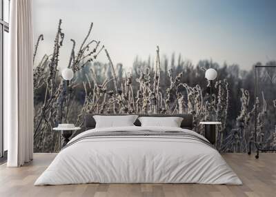 Beautiful landscape with dry grass covered with hoarfrost Wall mural