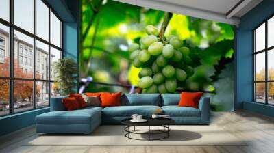 Beautiful young unripe grapes at summer. Wall mural