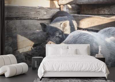 Pig of the marble breed on the farm Wall mural