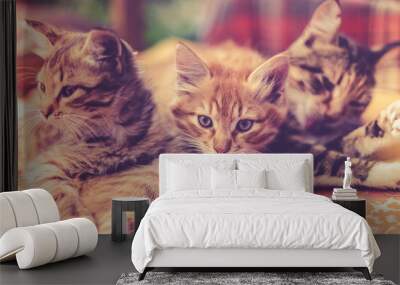 Two kittens and their mother on a blanket Wall mural