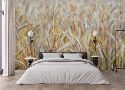 Wheat on the field. Plant, nature, rye. Rural summer field landscape. Wall mural