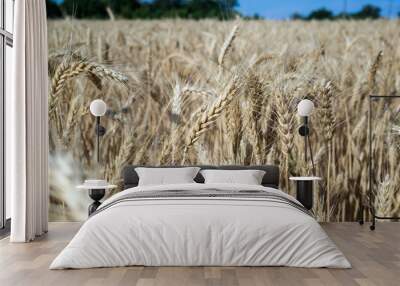 Wheat on the field. Plant, nature, rye. Wall mural