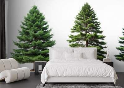 Set of evergreen spruce trees on a transparent background. Concept of plants and flowers. Wall mural