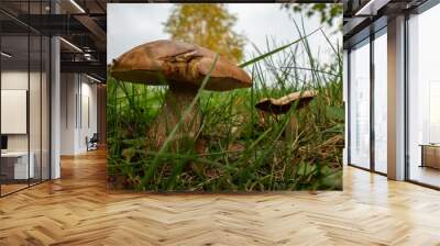 Close up of two boletus in the natural environment. Fall time. Selective focus. Wall mural