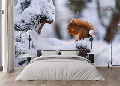 Red Squirrel (Sciurus vulgaris) on snow covered tree in Scottish forest - selective focus Wall mural