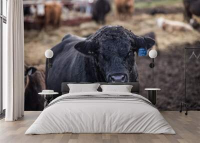 Black angus bull close up, outside in summer pasture Wall mural