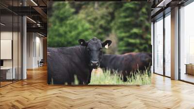 Close up on a front facing black angus cow in summer pasture Wall mural