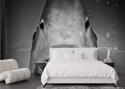 Grayscale shot of a daggernose shark behind the glass of an aquarium Wall mural